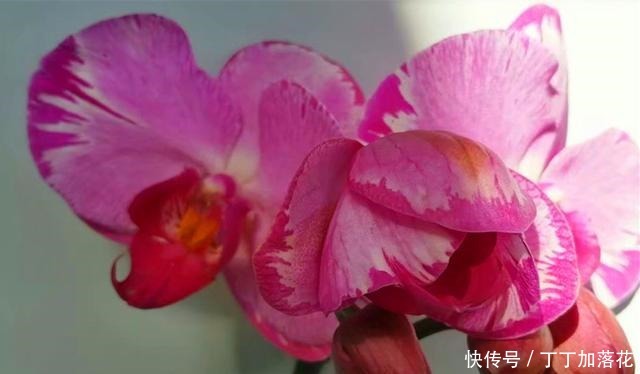 肥料|想让蝴蝶兰六月开花,养护环境重要,用对养护方法也很重要!