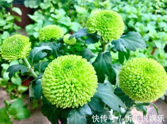 乒乓|5款妖艳的菊花，好养易爆盆，丢在阳台幽香暗淡，花型圆滚惹人爱