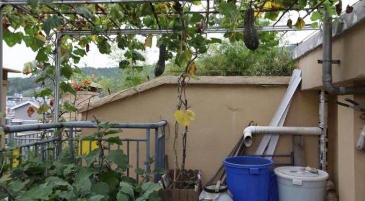 养花浇水是门学问，不讲究迟早要吃大亏，别再随意用了