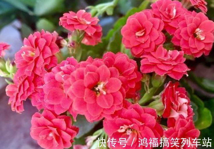 此款花卉便宜又好养,丢到阳台,四季有花开,冻不死晒不死