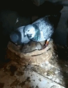 |搞笑GIF:姑娘 你这一字马厉害了 把旁边的小哥都吓跑了