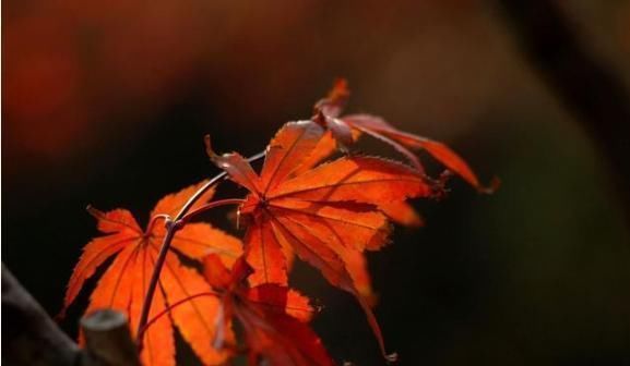 替罪羊|真正聪明的人,有4种亏不能吃,吃的越多越难翻身