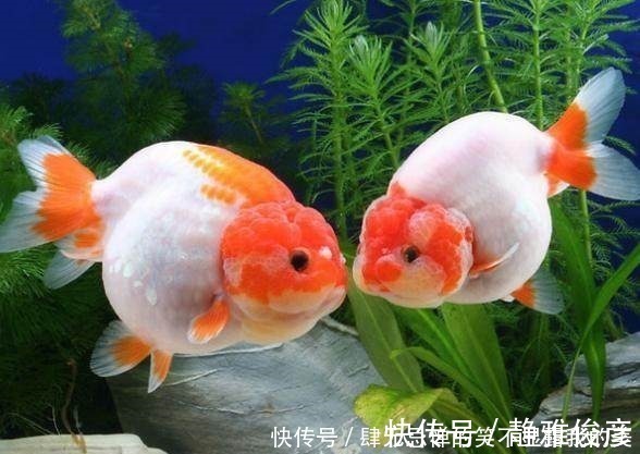 男人|男人什么时辰出生,就是什么命!太准了