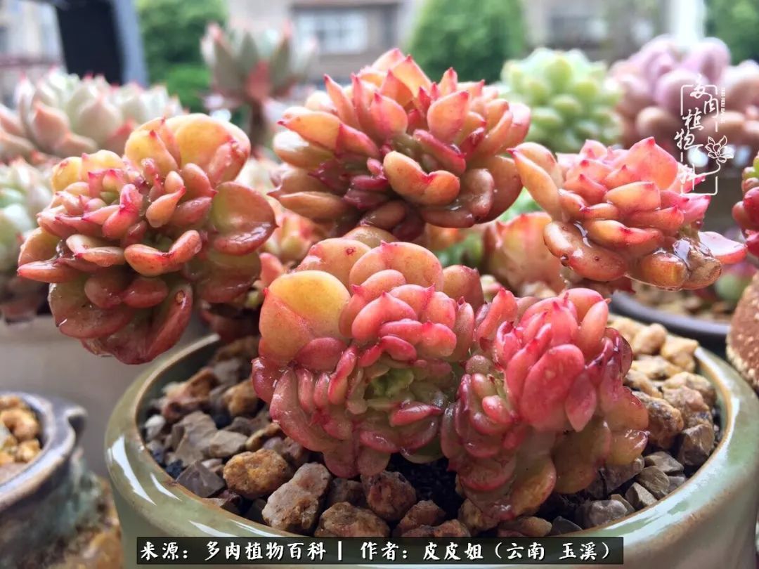 秋黄|柴米油盐的日子,养几盆多肉吧,为生活添几抹色彩!