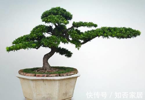 叶片|不注意这些细节,罗汉松越养越丑,养罗汉松必学的常识