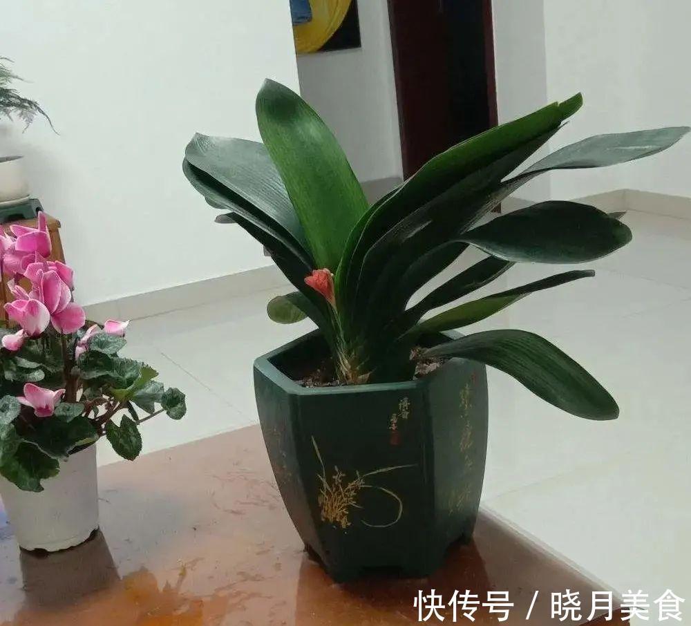 浇水|15种常见花,冬天浇水有讲究,小心越浇花越死