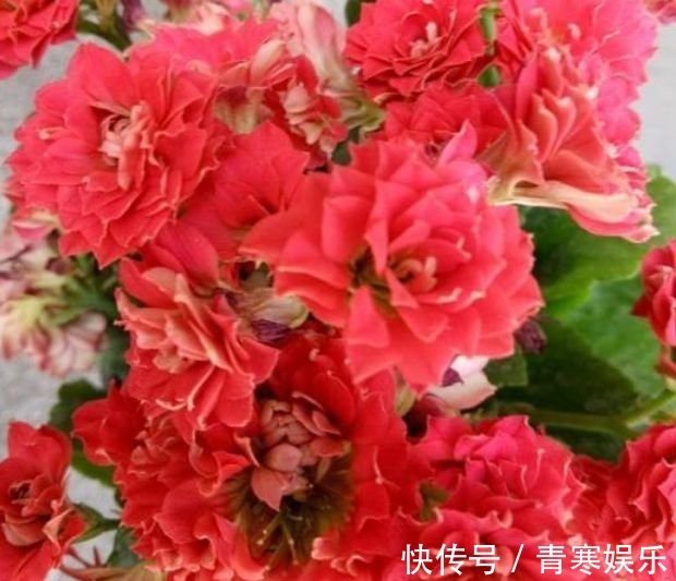 仙客来|4种花是花中劳模,一年四季开花不断,一盆千百朵,枝头花苞满