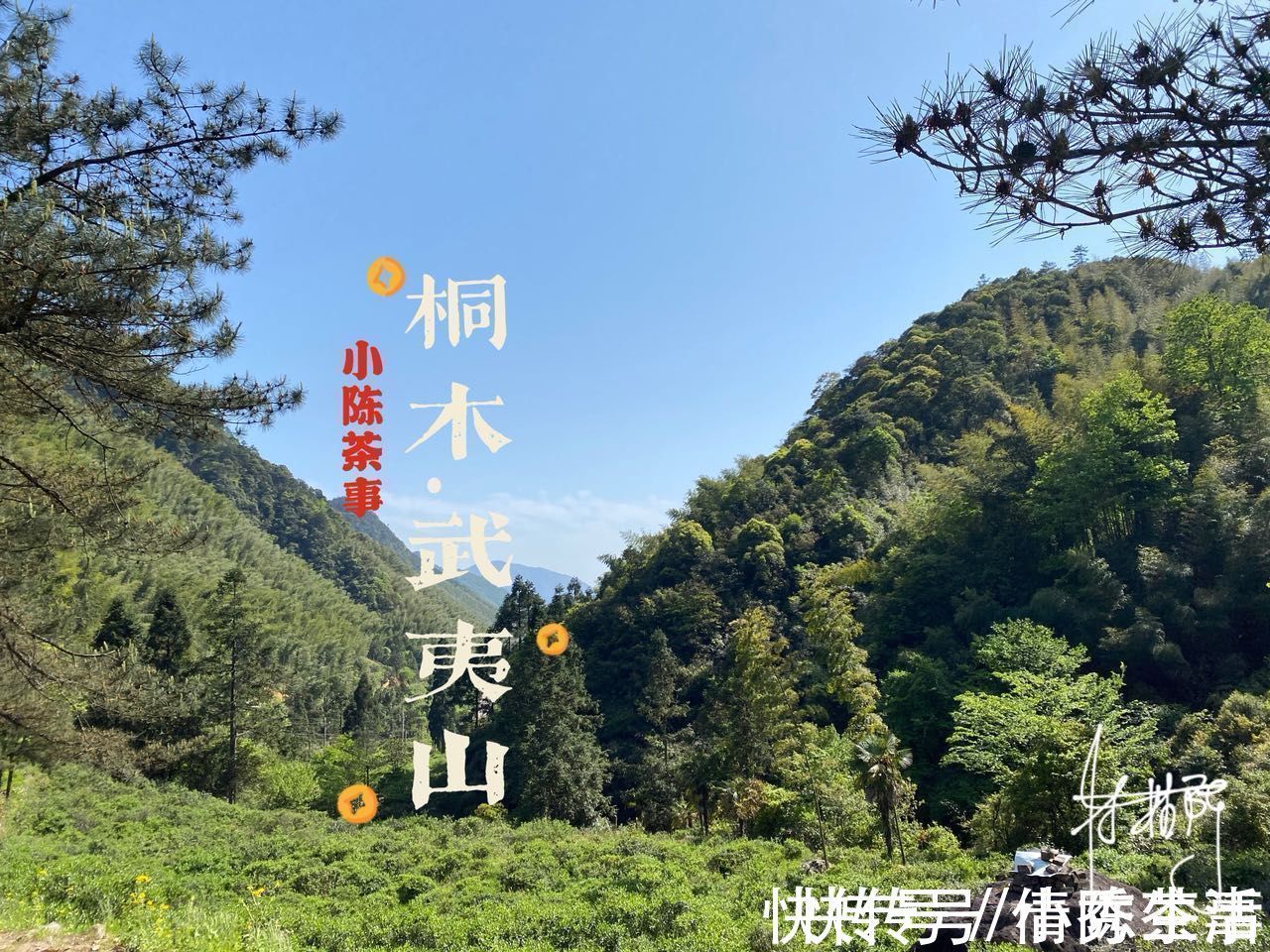 桐木村#正山小种 VS 金骏眉,哪种红茶的品质更好?新手推荐买什么?