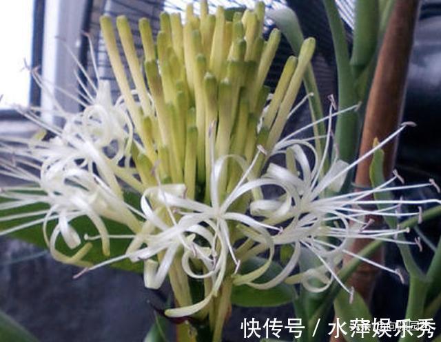富贵竹|张姨家的富贵竹,养了3年了,竟然开花了,花香很浓,真是少见
