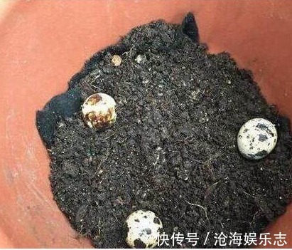 1物|冬季养绿萝，往盆土里加“1物”，不烂根不黄叶，新芽猛窜，管用