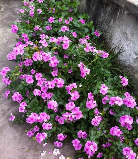 养花技巧粗生粗养也能四季开花！少养1种都觉得亏了