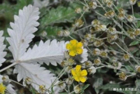 野草|让农民痛哭的野草，竟然可以降血糖！你听说过吗！