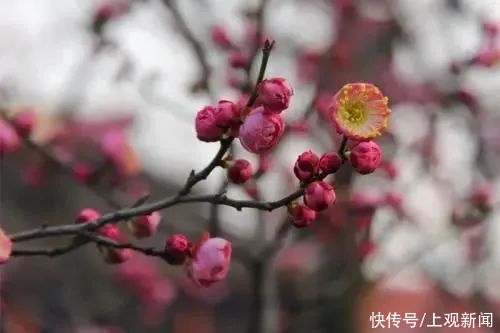 春暖花开日，醉白池公园三八女神节免票优惠邀汝来赏花