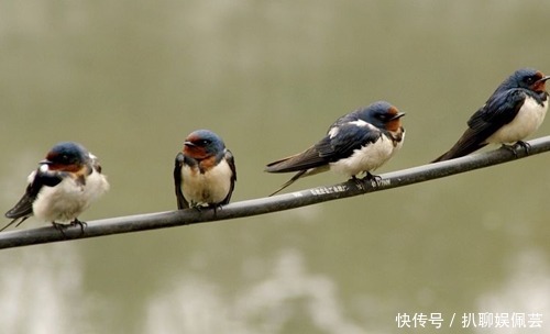 穷家|俗话说“燕子不进苦寒门”,它们是怎么区分“富家”和“穷家”的