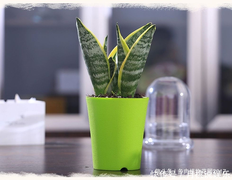 营养均衡|花土底部加上两样东西,虎皮兰长得欢