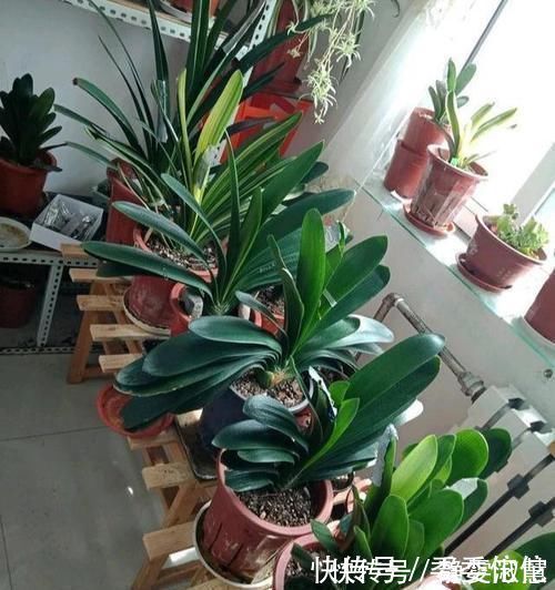 肥料|养护君子兰,2个肥料轮流用,一种长厚叶,一种开大花