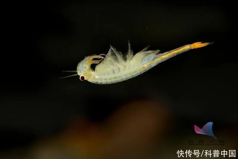 四不像|数千只＂沙币＂被冲上海滩死亡！沙币究竟是个什么动物？科普一下