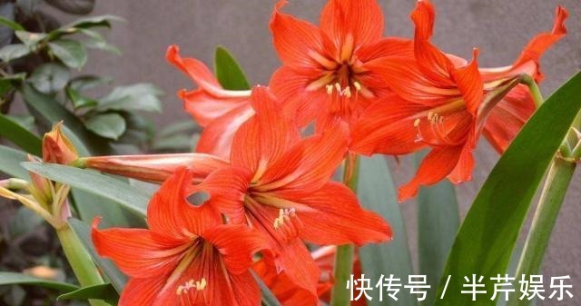 “此花”一年开4、5次，好养开花美，朋友看了多夸赞，比君子兰强