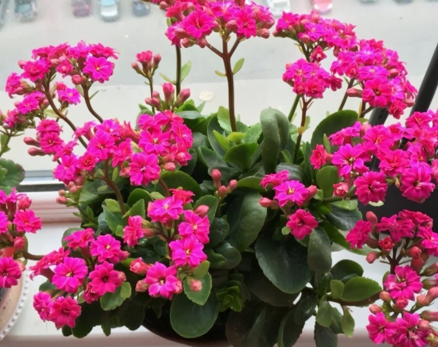 在城里养花,盆栽旧土不丢,这么一处理,比刚买的新土都好使