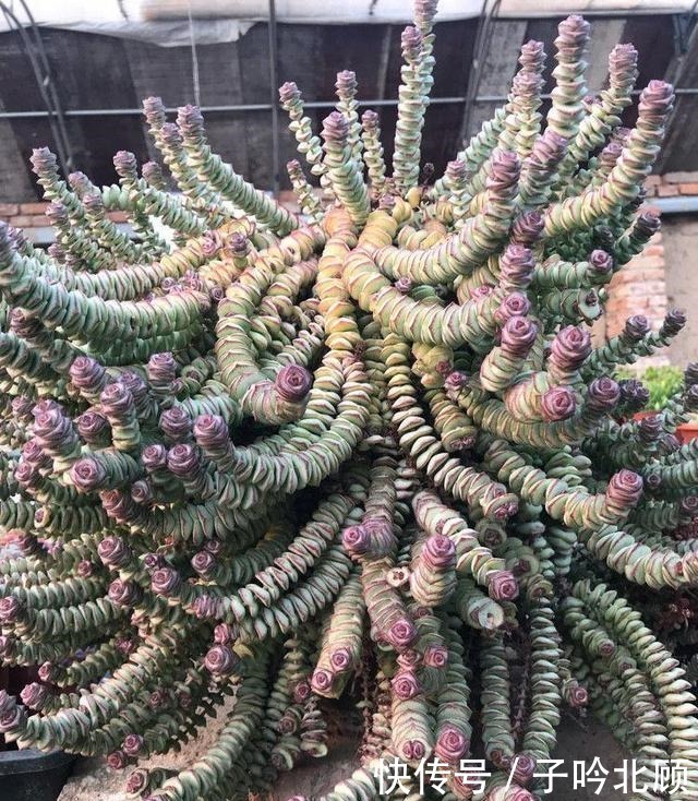 张大妈家的“多肉”又爆盆了,把我给看得“眼红”了!