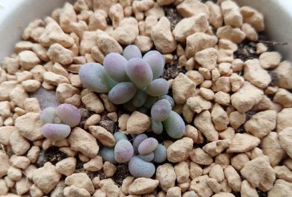 一棵小桃蛋的成长记，即使之然一身也不放弃生长，萌新萌化了