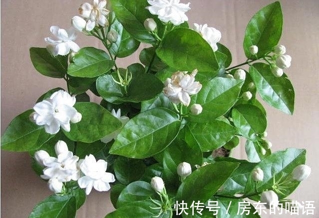 仙人球|5种“漂亮花”,喜欢毒日头,晒晒太阳,直接爆花快