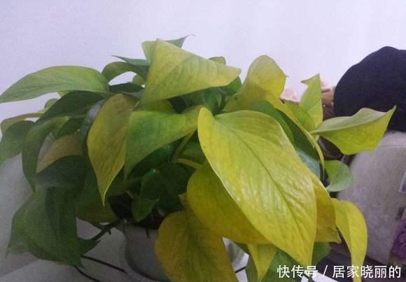绿萝|绿萝叶子发黄怎么办?四招解决