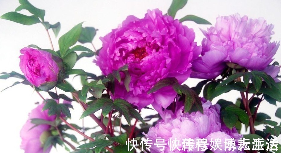 生肖|遇到这三生肖的男人就嫁了吧,顾家疼老婆,典型好丈夫模范