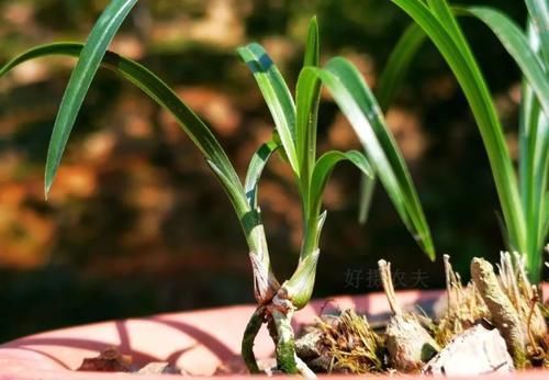 植料|兰花多久换一次土?3个原因是关键,壮苗促蕾在于勤