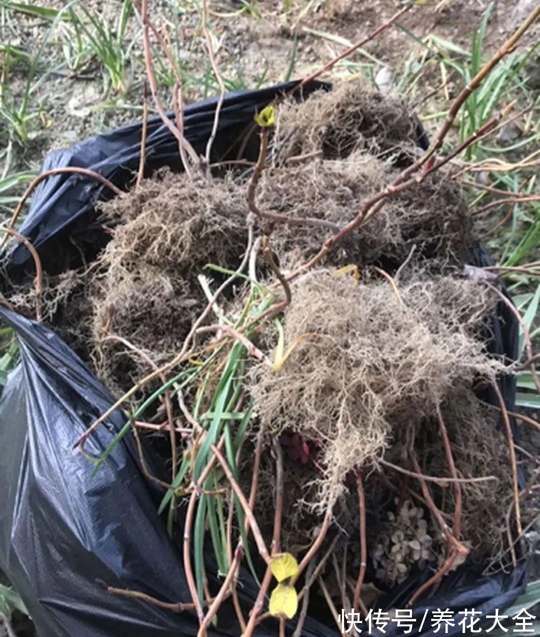 7种花冬天会假死，叶子掉光不要扔，明年还能大爆花