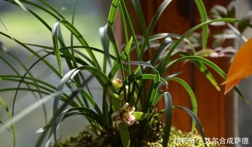 花海|这4种花香四溢的盆栽,花期长,种在土里长得快,庭院变花海