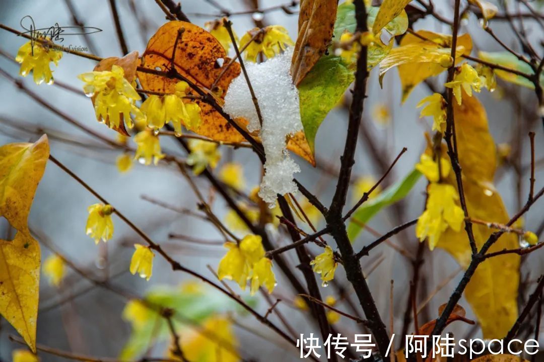 西溪|西溪湿地“福禄寿”三堤赏梅指南，这里也是春节后的踏青好去处