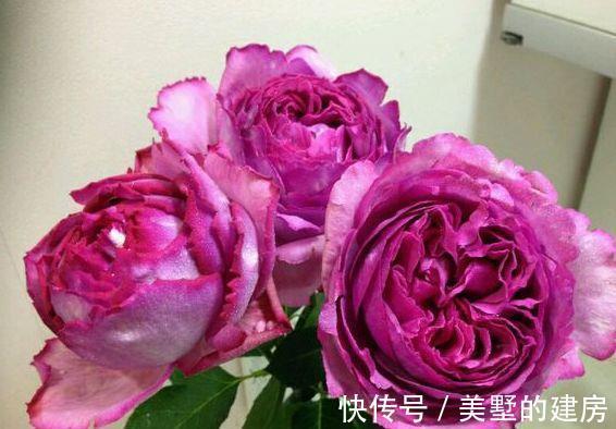 阳台上|农历8月5日开始,养这几款植物,养家里赏心悦目,常年开花不断