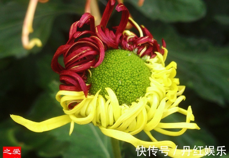 喜欢菊花，不如养盆“菊中珍品”火炼真金，花似鸳鸯，娇艳欲滴！