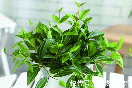养花|喜欢养花,不如养盆钻石翡翠,青翠光润,沁人心脾