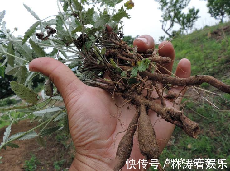 翻白草|农村一种野草，农民拿叶子当菜吃，不知根部珍贵，人称“天藕”