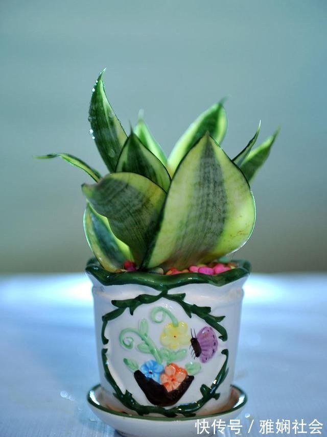 最不耐寒的“三种花”,天冷赶紧搬进屋,小心冻黄又冻伤