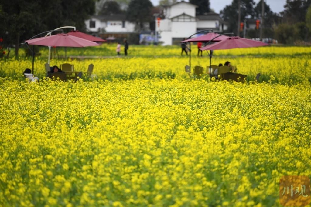 老年|组图丨崇州万亩油菜花开 田园春色美如画