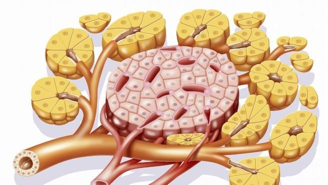 为什么糖友要素食为主？研究证明：促进新陈代