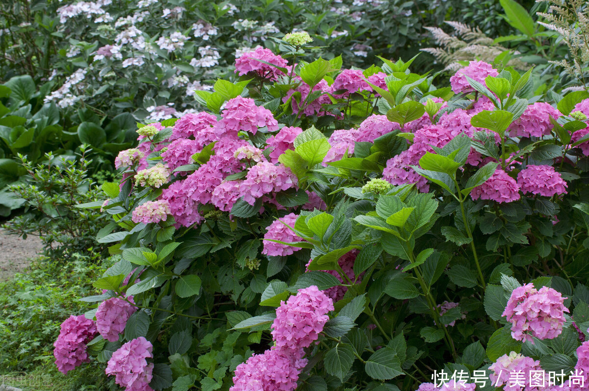 美好时光|花园改造:3年前买了栋带170㎡花园的房子,过上种花草的乡村生活