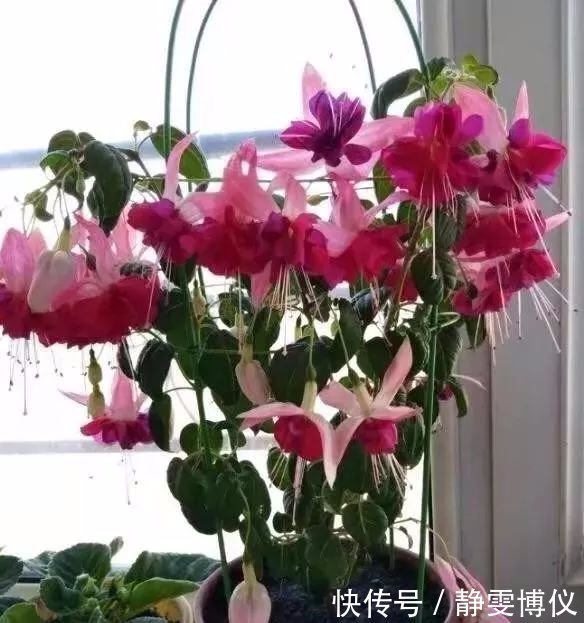 养花不用买土,用这几样东西掺一块儿,种什么花草都旺