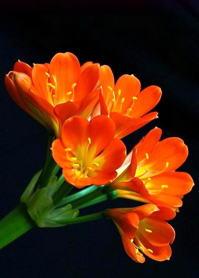 网购君子兰,换盆有“诀窍”,根系生长快,叶片肥厚根满盆!