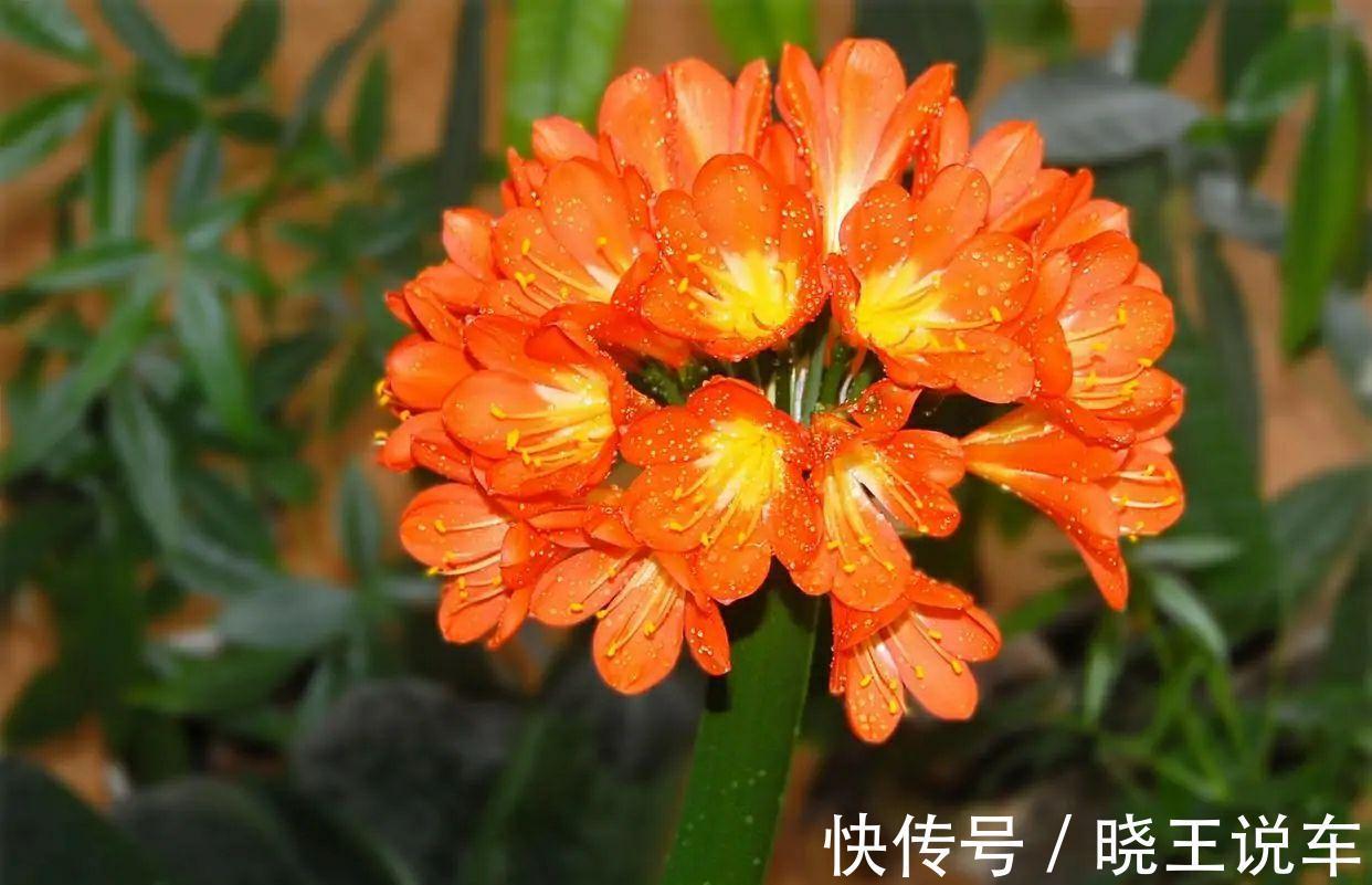 君子兰有点怪，爱吃三种肥，花朵艳丽又多姿，很漂亮