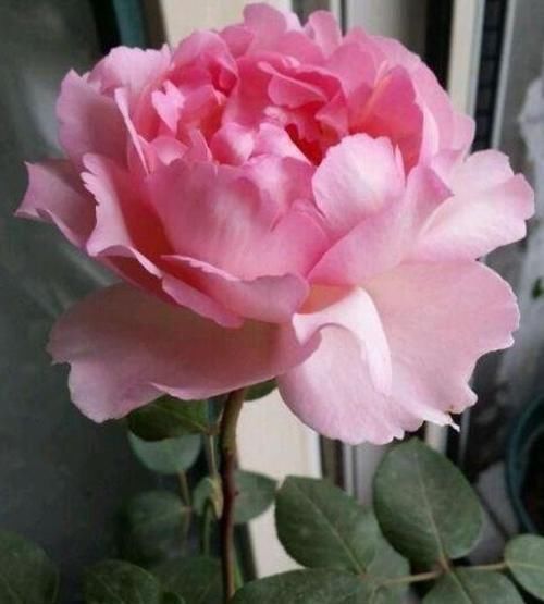 光照|谁见了都喜欢的4种花，好养又漂亮，四季开花，阳台变“花海”！