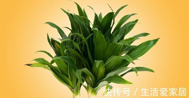 寓意|4种植物挺着“大肚子”,摆在客厅,不但寓意好,而且耐旱好养