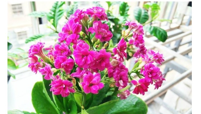 以下养的长寿花，开花又美又多，每年都有花赏，值得一试