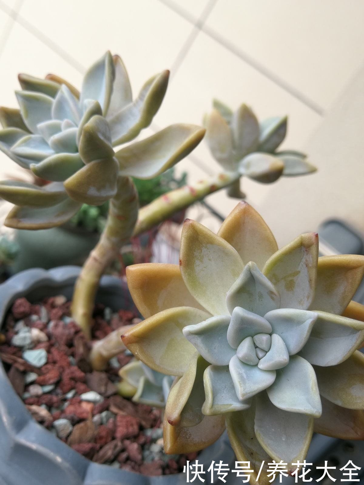 叶心处|多肉出现4种情况,其实是在求救,要赶紧重视起来