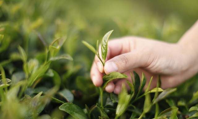 浓茶|身体发出4种信号，请放下茶杯，别让“养生茶”成为“有害茶”