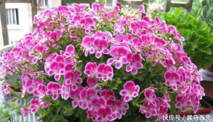 养分|阳台爆盆首选,开花量大,花期长,懒人新手都能养,美爆阳台!