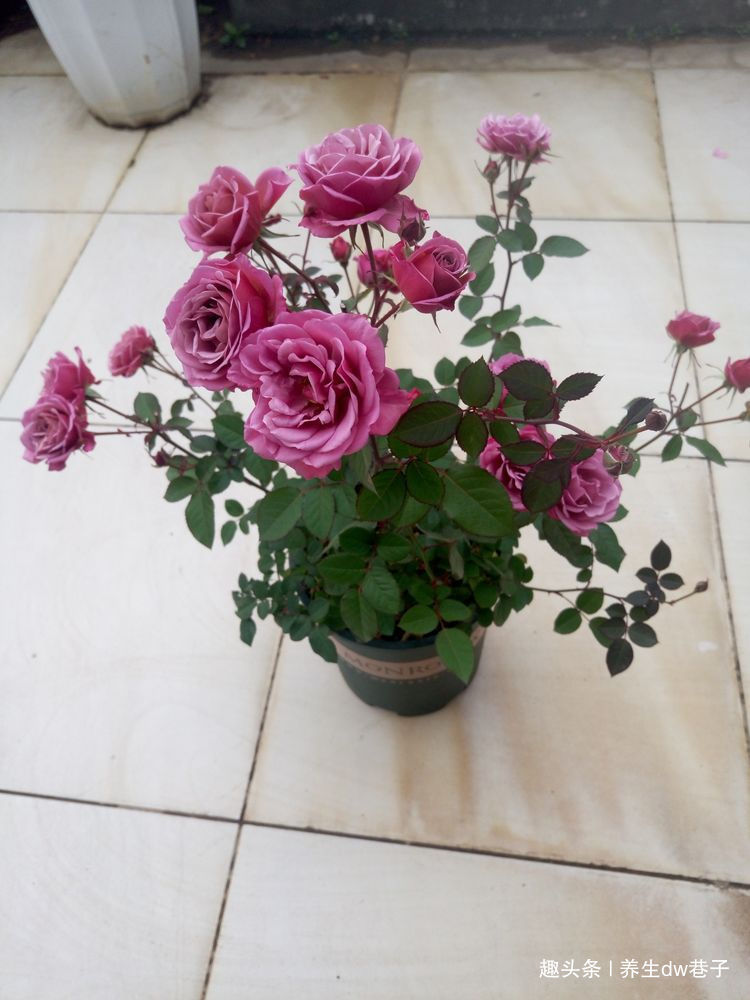 喜欢菊花,就养盆“精品玫瑰”金香玉,花开如桃吐丹霞,亲切妖娆